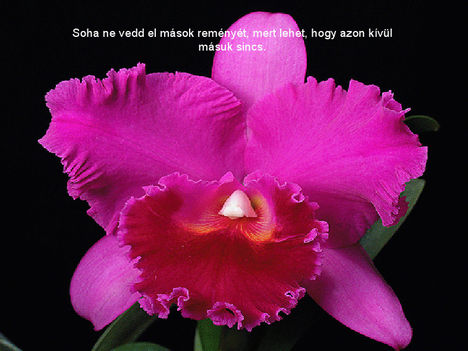 orhidea_es_felvillano_gondolatok_36_432267_90021_n