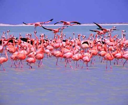 Pink flamingos on the Lake Rosa, Great Inagua Island, Bahamas