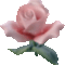 rózsa 12