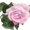 rózsa 19
