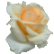 rózsa 2