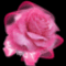 rózsa 8