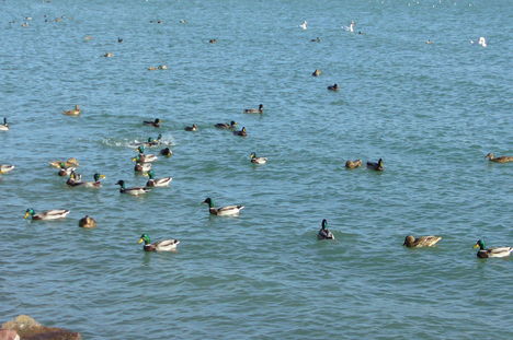 Kacsák a Balatonfüredi kikötőnél