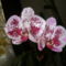Lepke Orchidea.