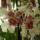 Orchidea-002_955591_93509_t