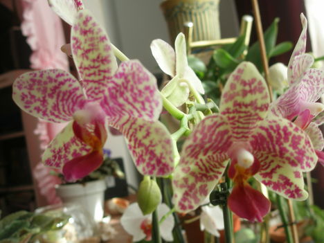 Orchideáim
