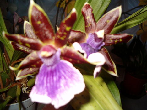 orchideáim 006