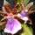 Orchideaim_006_955528_10312_t