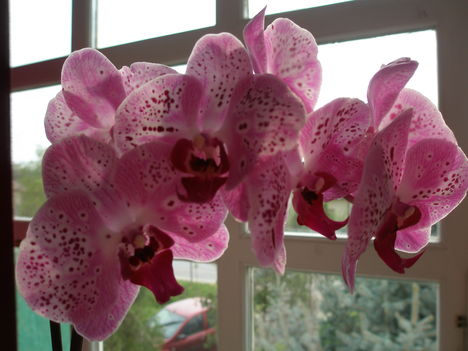 Orchideáim 