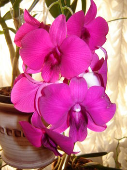Orchideák 009