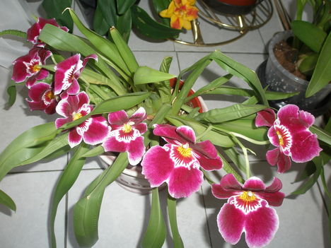 Orchideák