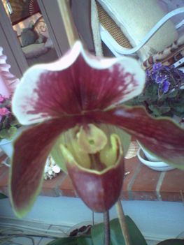 Papucs orchidea