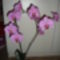 2.rózsaszín orchideám!