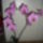 2rozsaszin_orchideam_957933_84568_t
