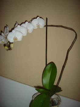 3. fehér orchideám!