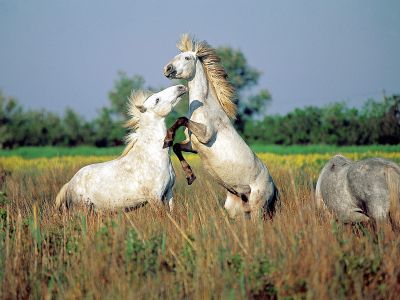 lovas kép 4