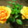 Rozsa-001_959958_59843_t