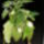 Tojasfa-001_959966_50095_t