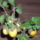Tojasfa_959965_36512_t