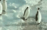 vicces állatok, pingvinek 1