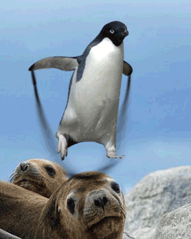 vicces állatok, pingvinek 2