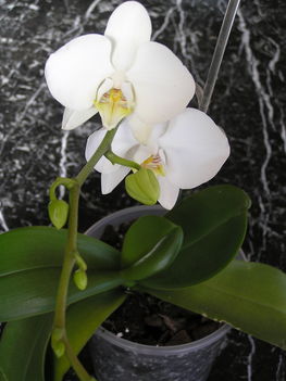 Fehér orchideám