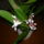 Orchidea_11-001_905001_14435_t