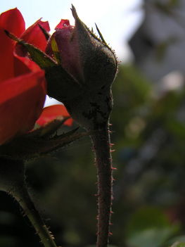 Rózsa bimbó