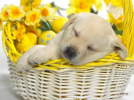 Springtime-Snooze-Wallpaper