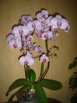 A legszebb orchideám!