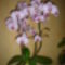 A legszebb orchideám!