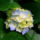 Hydrangeas_961358_86420_t