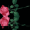Trandafir_pe_apa