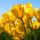 Tulips_961361_96946_t