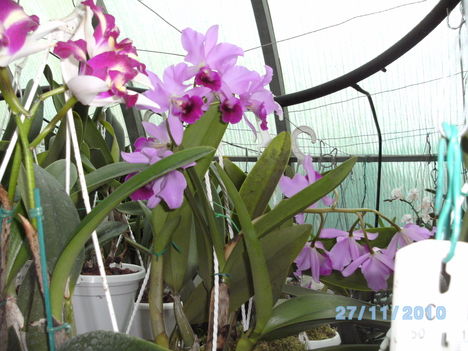 Picasa orchidea 2010.02