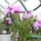 Picasa orchidea 2010.02