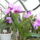 Picasa_orchidea_201002-005_962443_18961_t