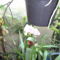 Picasa orchidea 2010.02