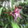 Picasa_orchidea_201002-018_962428_98306_t