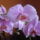 Orhidea-001_965506_31023_t