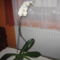 Orhidea Anyukámtól