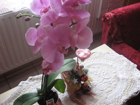 Rózsaszin orhidea