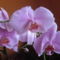 Rózsaszin orhidea