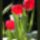 2009_tulipan_969462_79802_t
