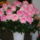 2010_viragkiallitas_kecel-037_969170_32376_t