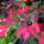 2010_viragkiallitas_kecel-039_969152_33942_t