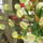 2010_viragkiallitas_kecel-041_969136_33493_t