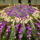 2010_viragkiallitas_kecel-042_969135_43458_t