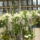 2010_viragkiallitas_kecel-044_969133_71298_t