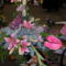 2010 virágkiállítás Kecel 1